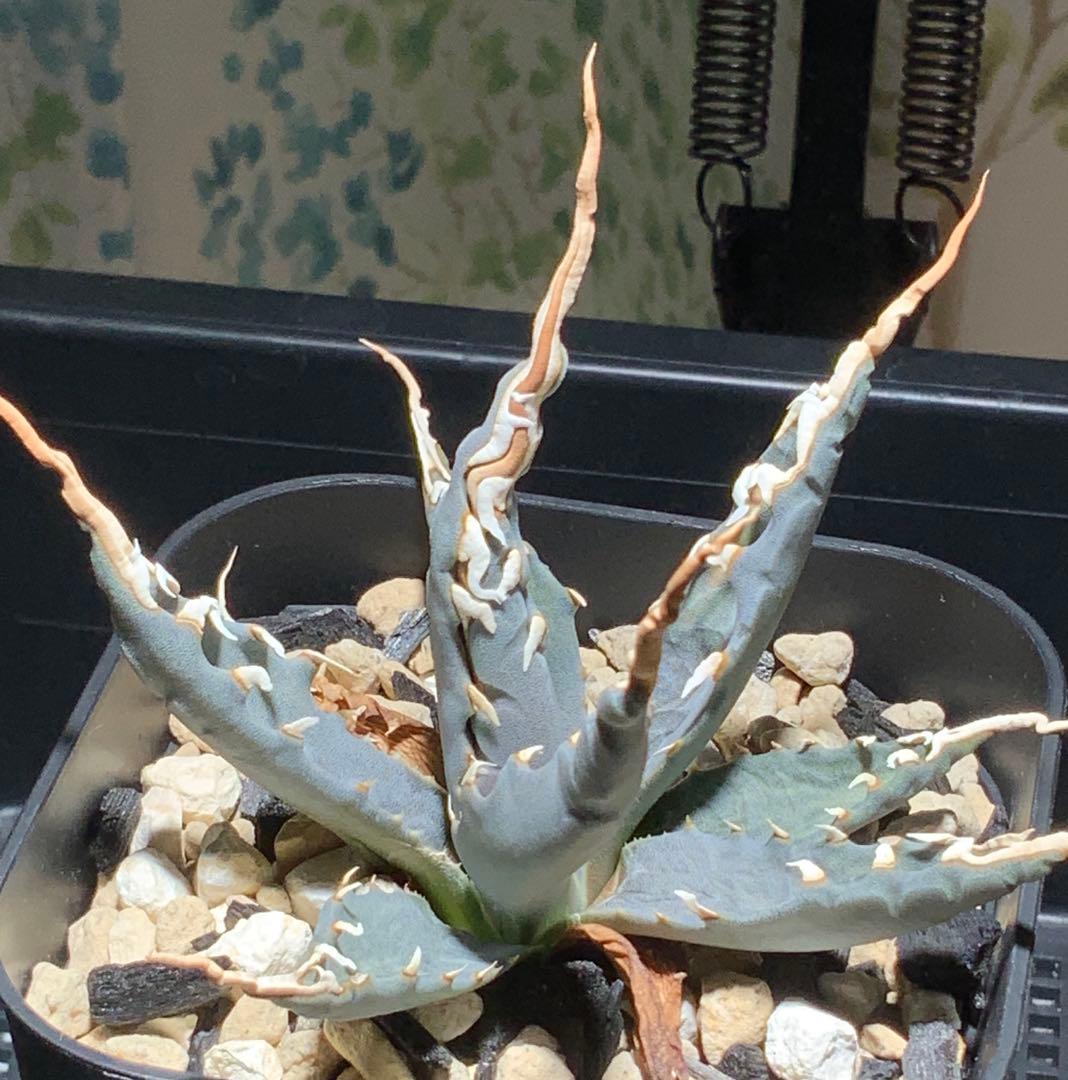 エボリスピナ 陽炎 コレクション株④