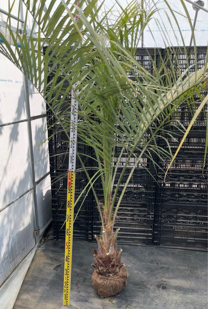 ココスヤシ シルバーリーフ　幹太　ドライガーデン