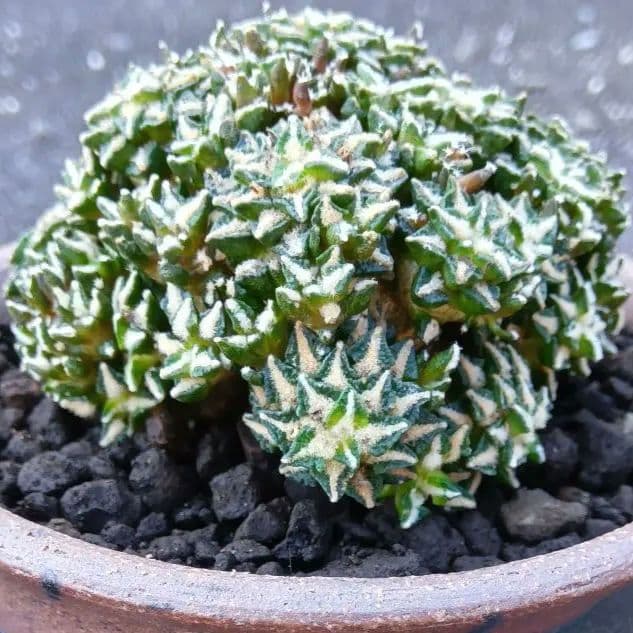 【群生美球】姫牡丹　アリオカルプス　国内繁殖苗　鉢ごと発送（黒牡丹モンスト帝冠）