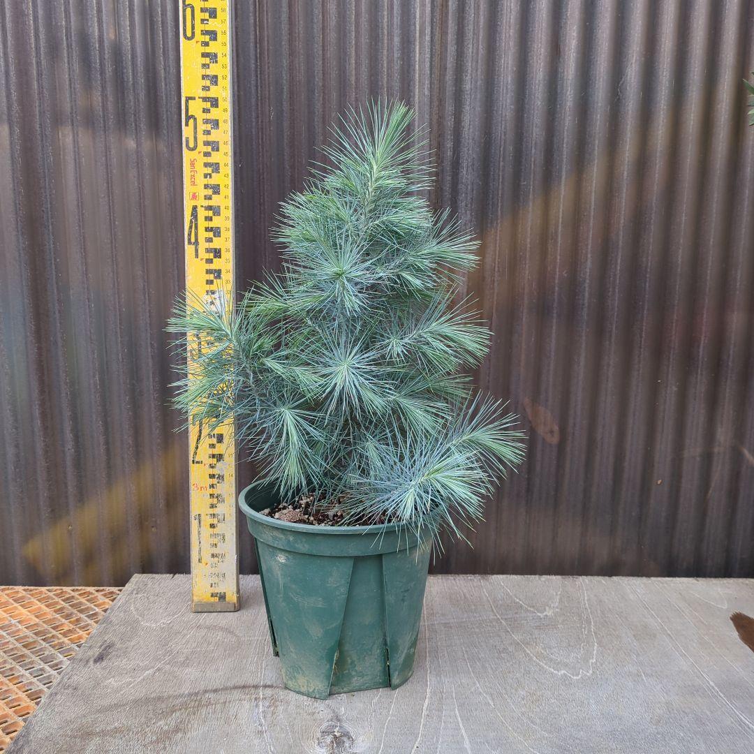 マルチネスピニョンマツ　ピニョン松　ドライガーデン