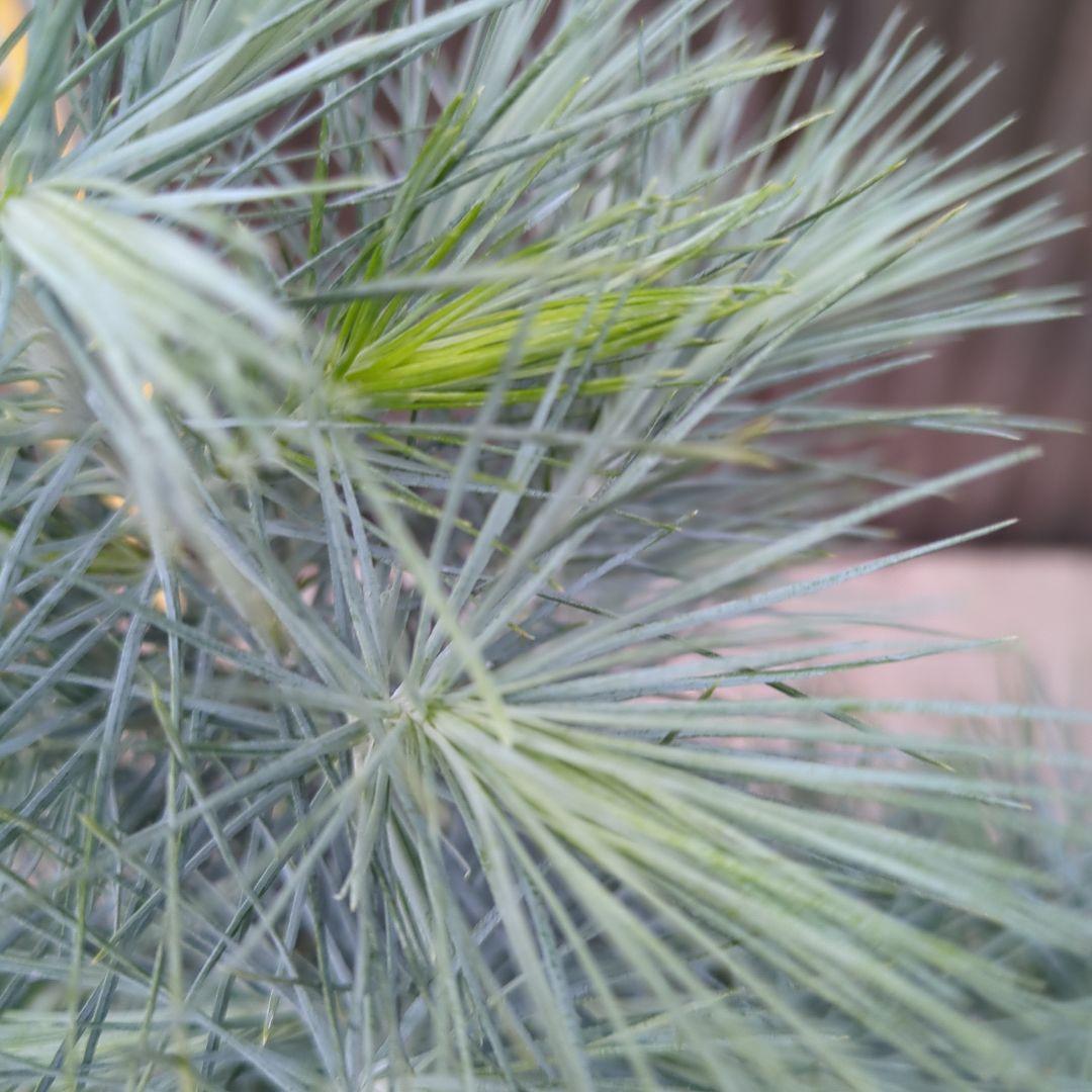 マルチネスピニョンマツ　ピニョン松　ドライガーデン