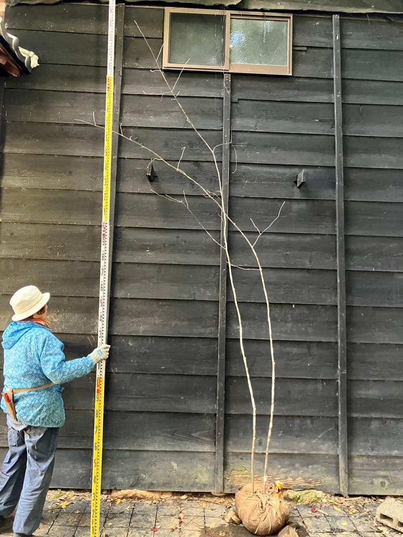 専用　602 山採り　アオダモ　ヤマコウバシ