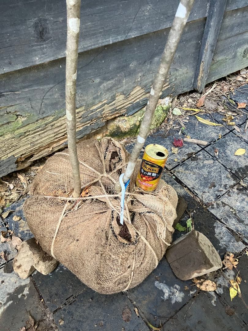 専用　602 山採り　アオダモ　ヤマコウバシ