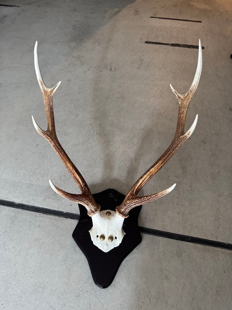 鹿の角立派な北海道蝦夷鹿の角の標本