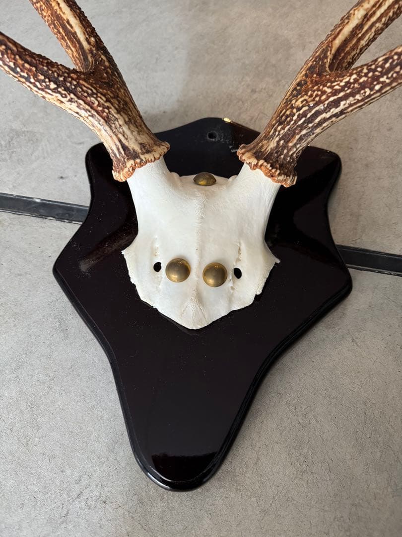 鹿の角立派な北海道蝦夷鹿の角の標本