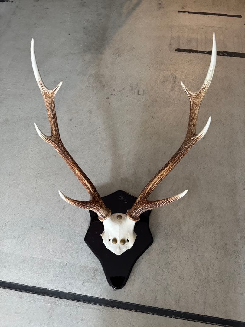 鹿の角立派な北海道蝦夷鹿の角の標本