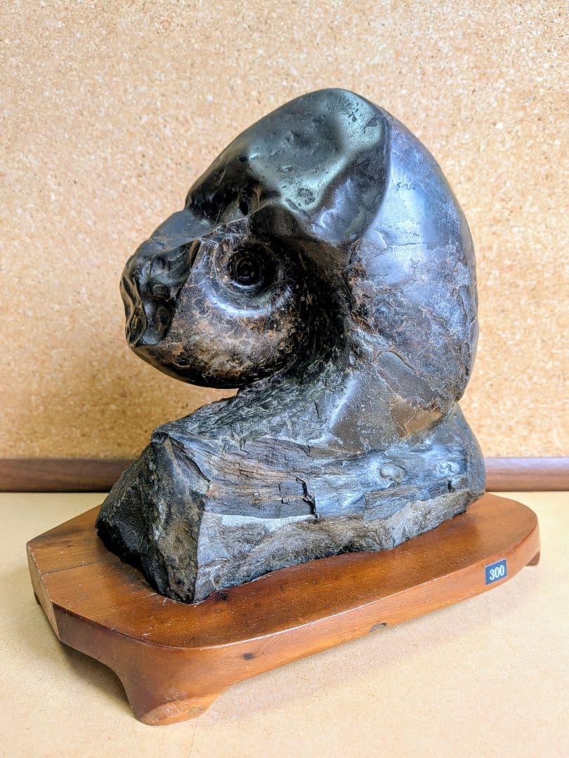 アンモナイト化石 15.0㎝(300)