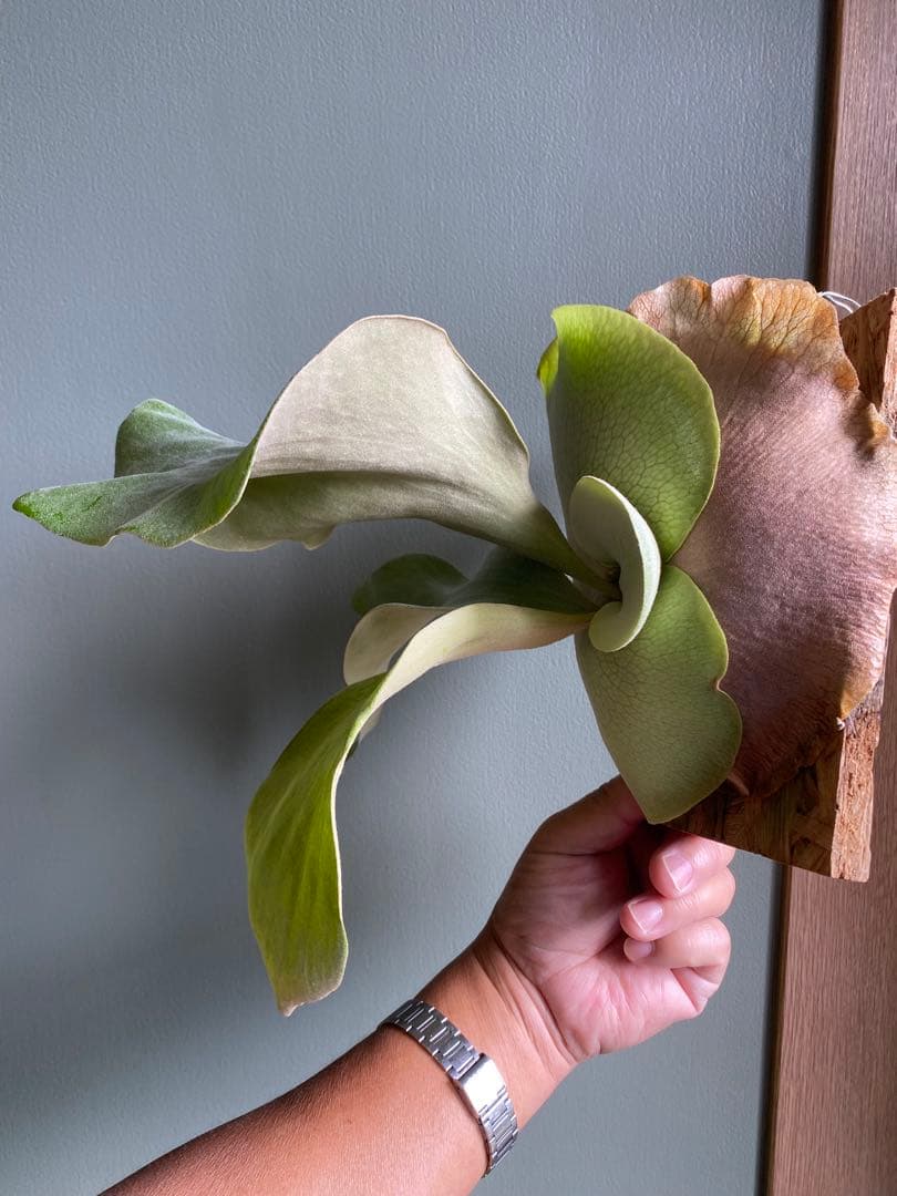 Ｐ.FSQ vp#9 Kailas `カイラス'