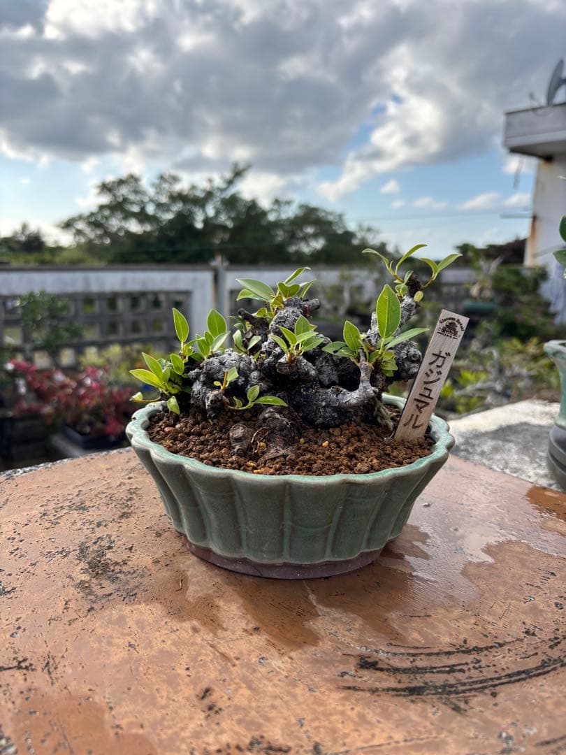 ガジュマル 盆栽