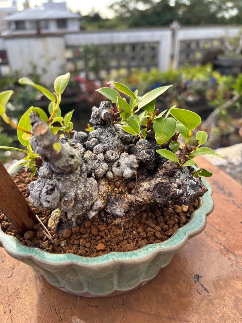 ガジュマル 盆栽