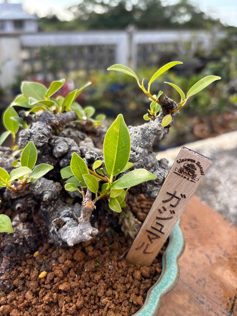 ガジュマル 盆栽