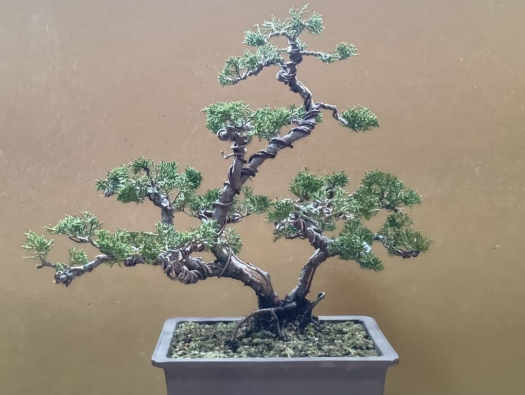 糸魚川真柏双幹‼️新年の値下げ12000円‼️