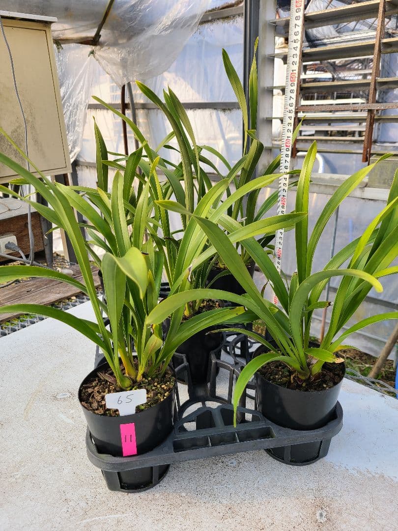 ミスマフェット。花芽合計11個。5鉢セット。蜜蜂誘引蘭。日本蜜蜂