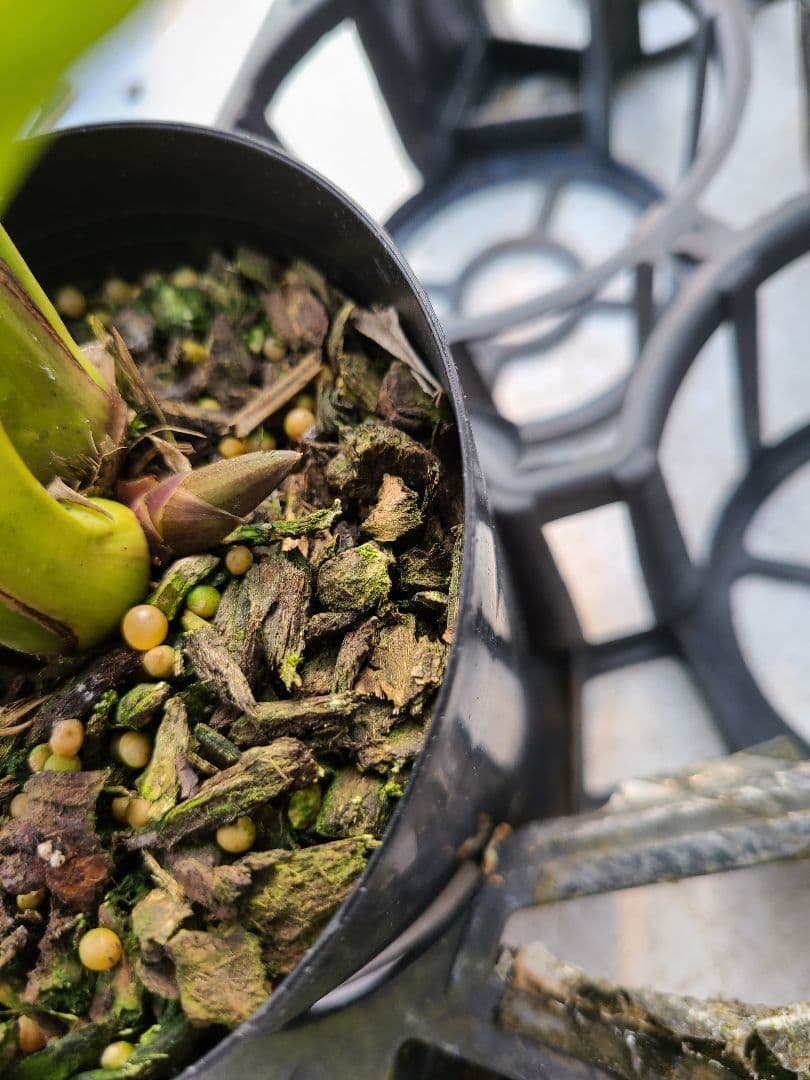 ミスマフェット。花芽合計11個。5鉢セット。蜜蜂誘引蘭。日本蜜蜂