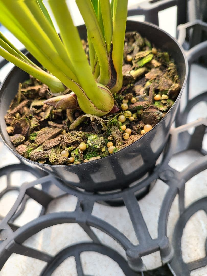 ミスマフェット。花芽合計11個。5鉢セット。蜜蜂誘引蘭。日本蜜蜂