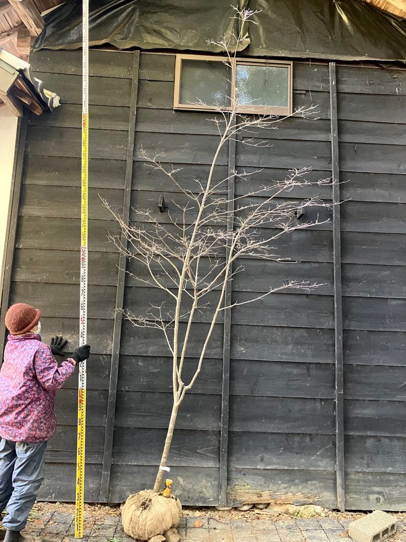 40 山採り　ヤマボウシ