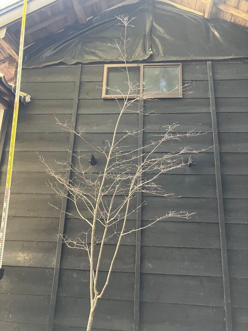 40 山採り　ヤマボウシ