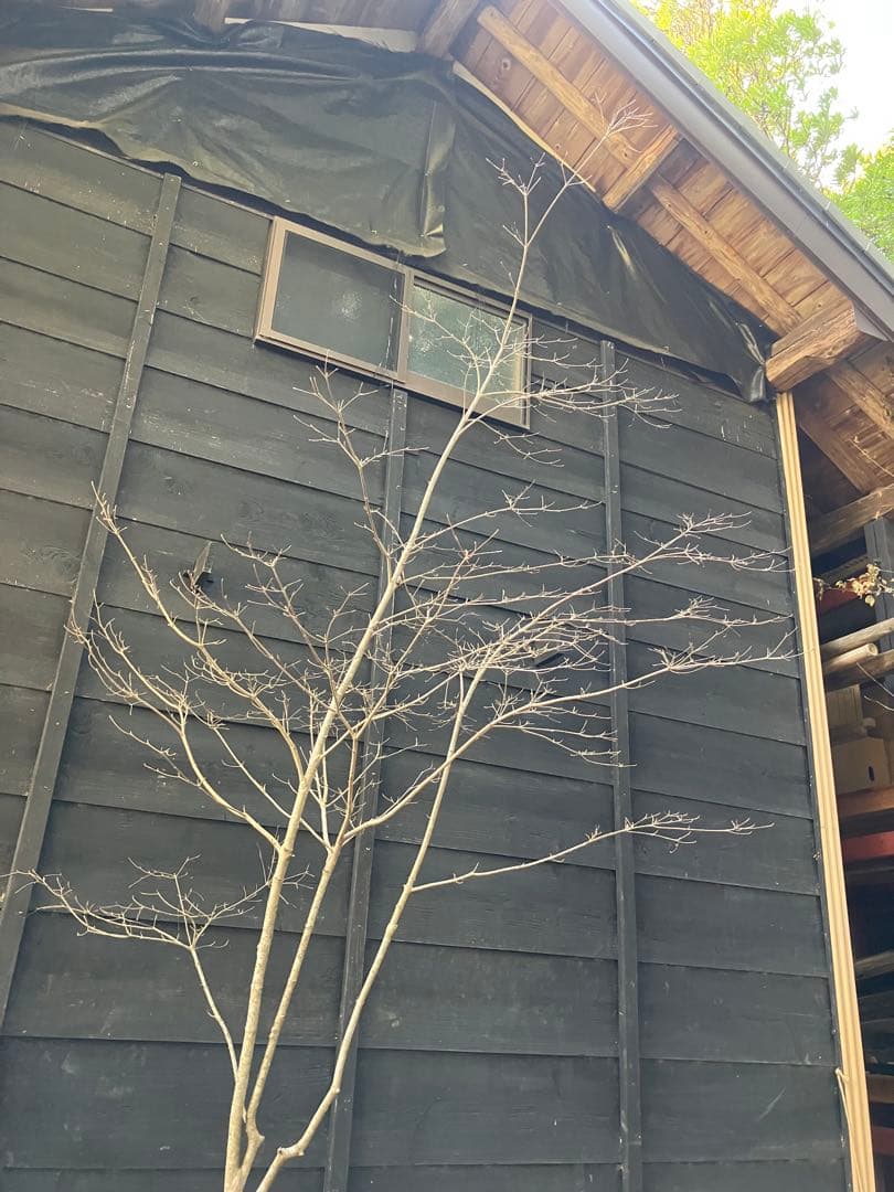 40 山採り　ヤマボウシ