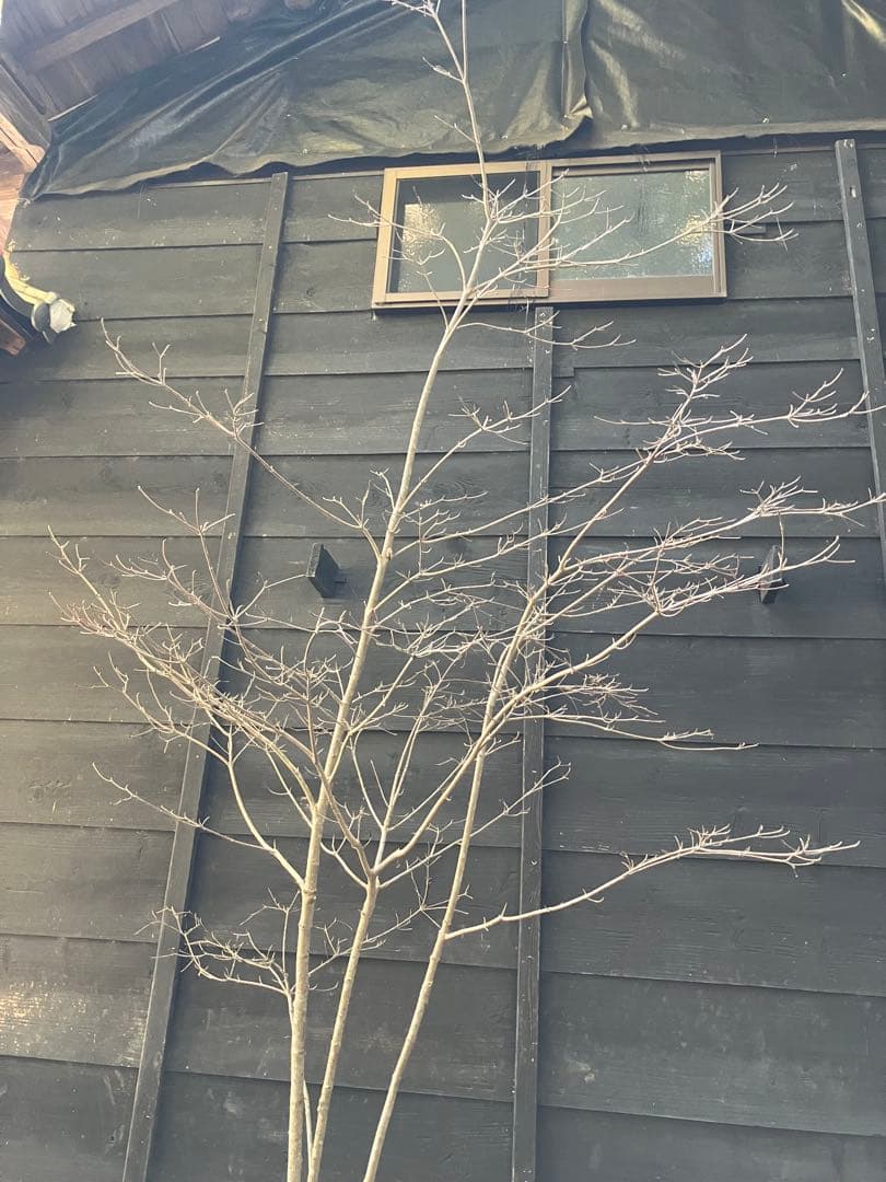 40 山採り　ヤマボウシ