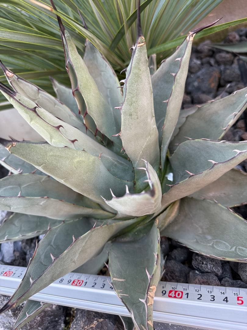 アガベ　パリー　ハイブリッド　大株　アプラナータ