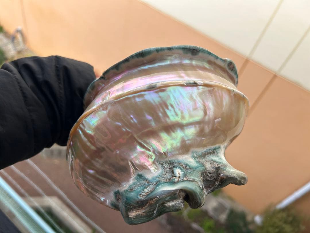 夜光貝　ヤコウ貝　真珠磨き　インテリア　　　　飾り物　アクセサリー　オブジェ