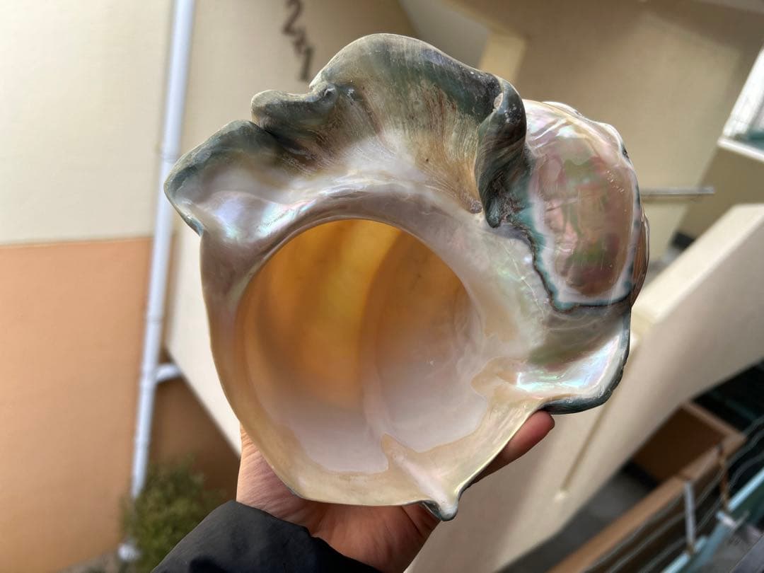 夜光貝　ヤコウ貝　真珠磨き　インテリア　　　　飾り物　アクセサリー　オブジェ