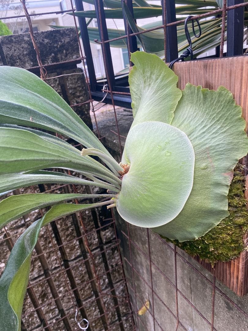 ぐ*う様 マウントルイス　胞子培養株　特大サイズ　個人選抜
