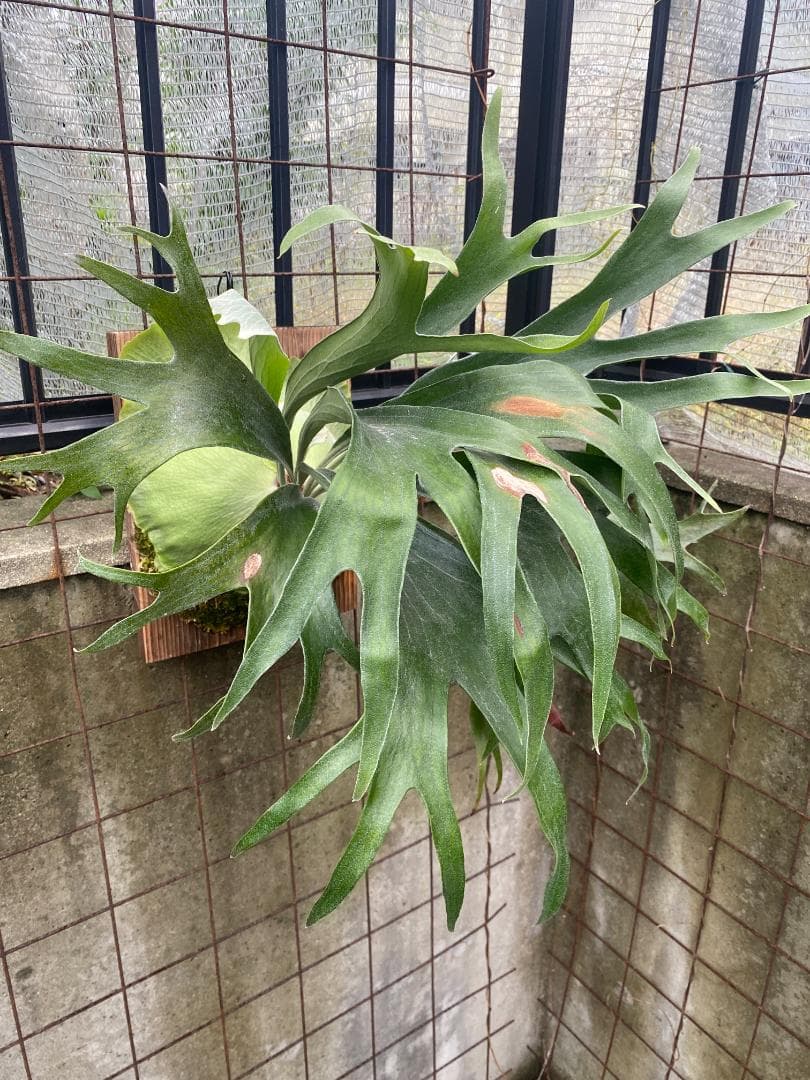 ぐ*う様 マウントルイス　胞子培養株　特大サイズ　個人選抜