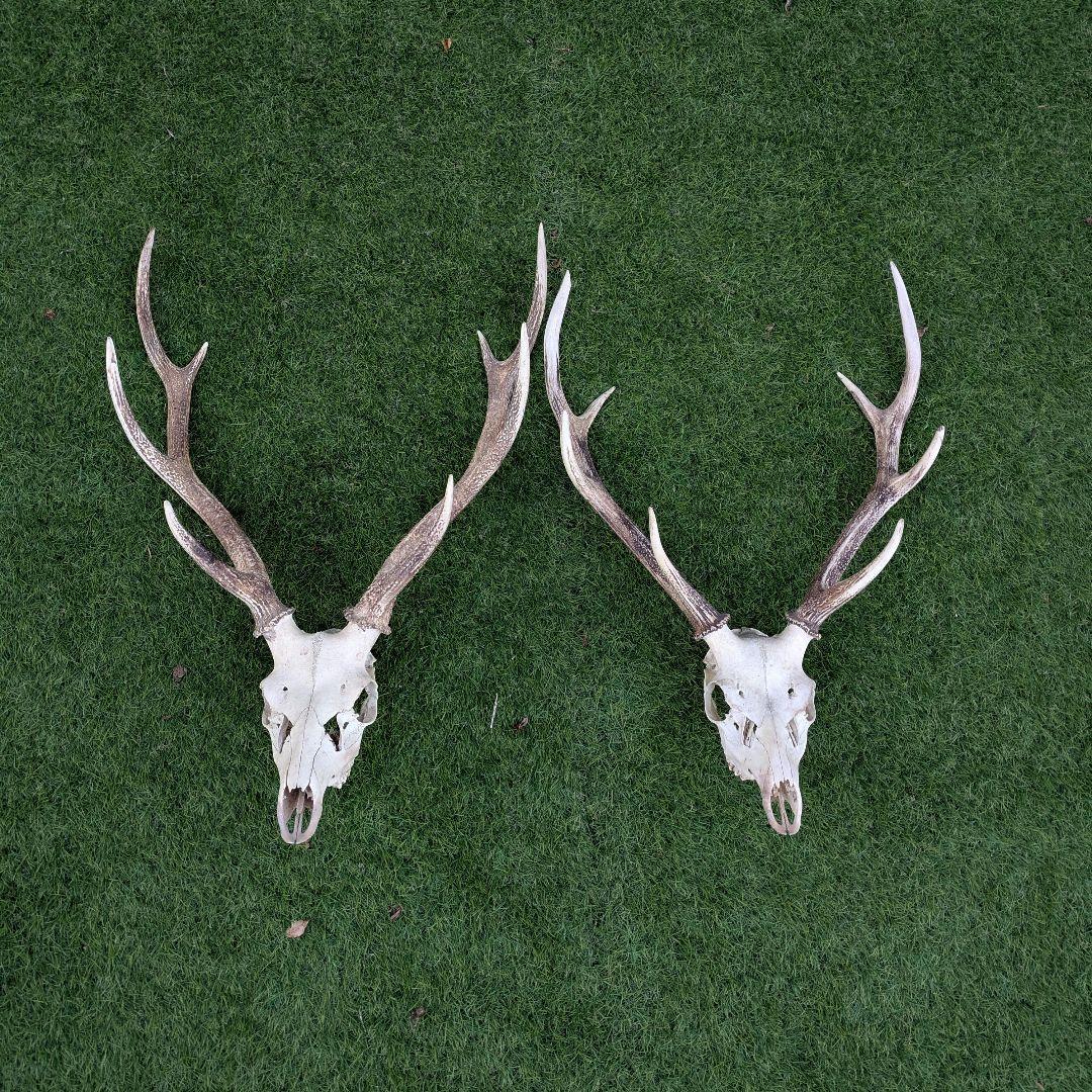 鹿の頭骨 角付き 大きめ　ニホンジカ