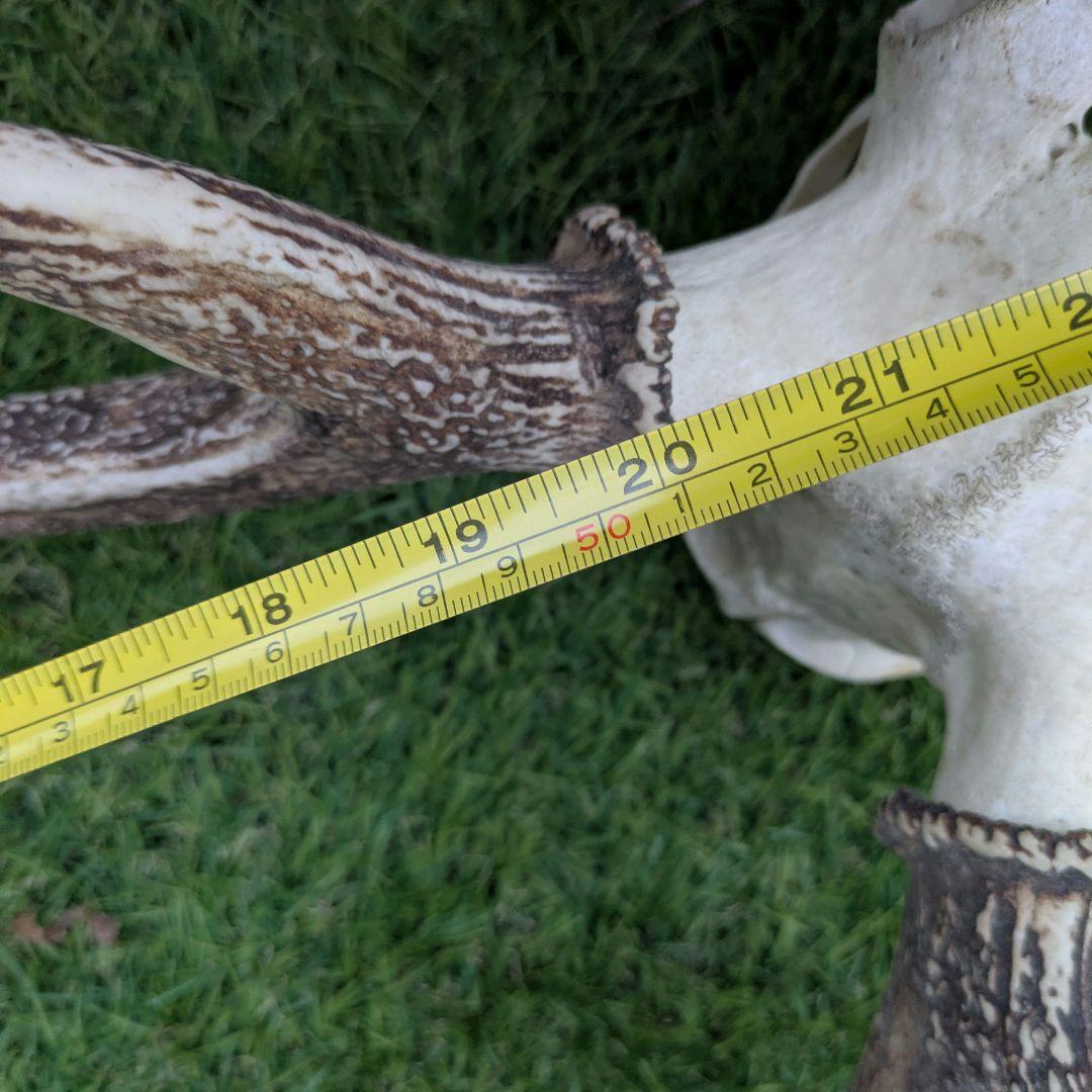 鹿の頭骨 角付き 大きめ　ニホンジカ