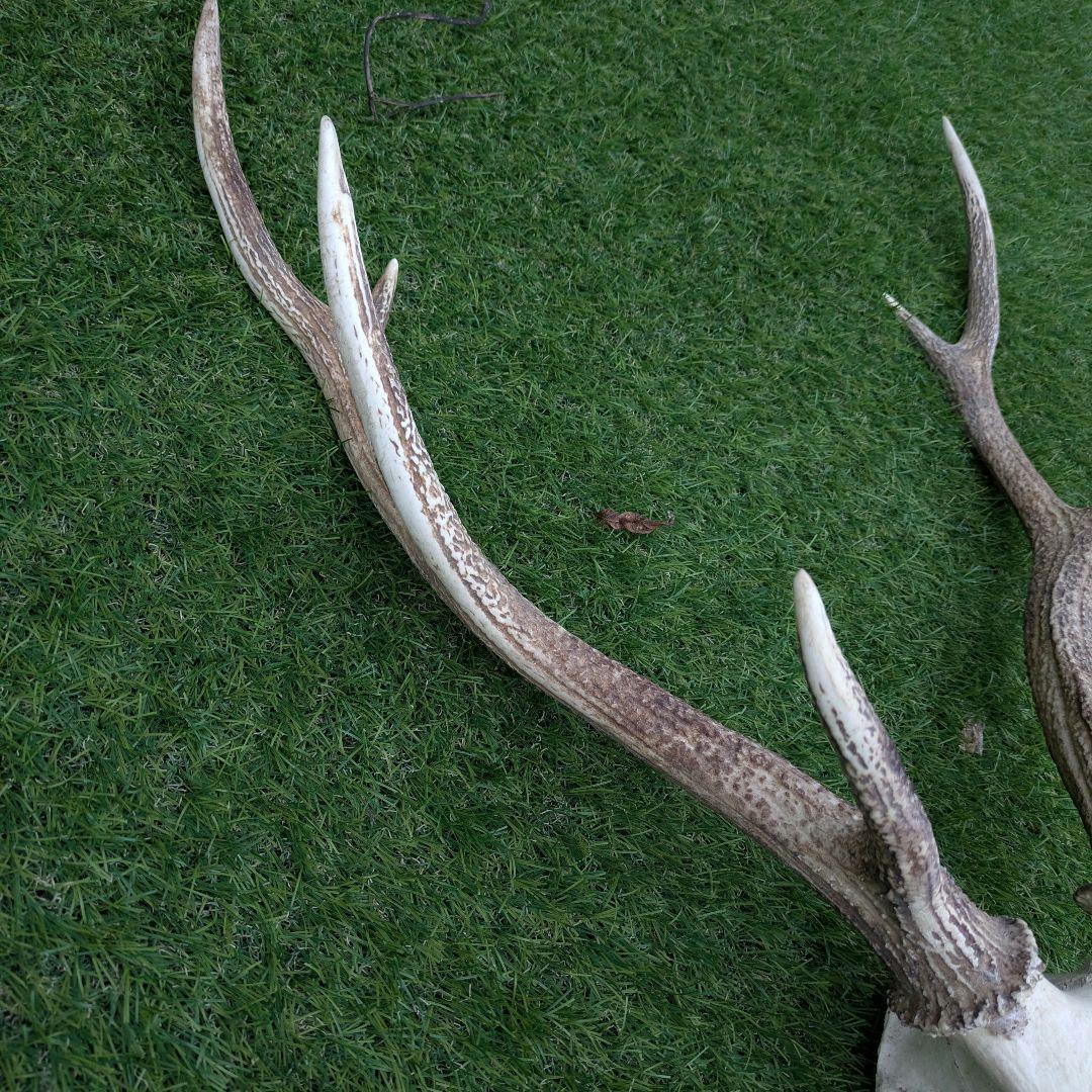 鹿の頭骨 角付き 大きめ　ニホンジカ