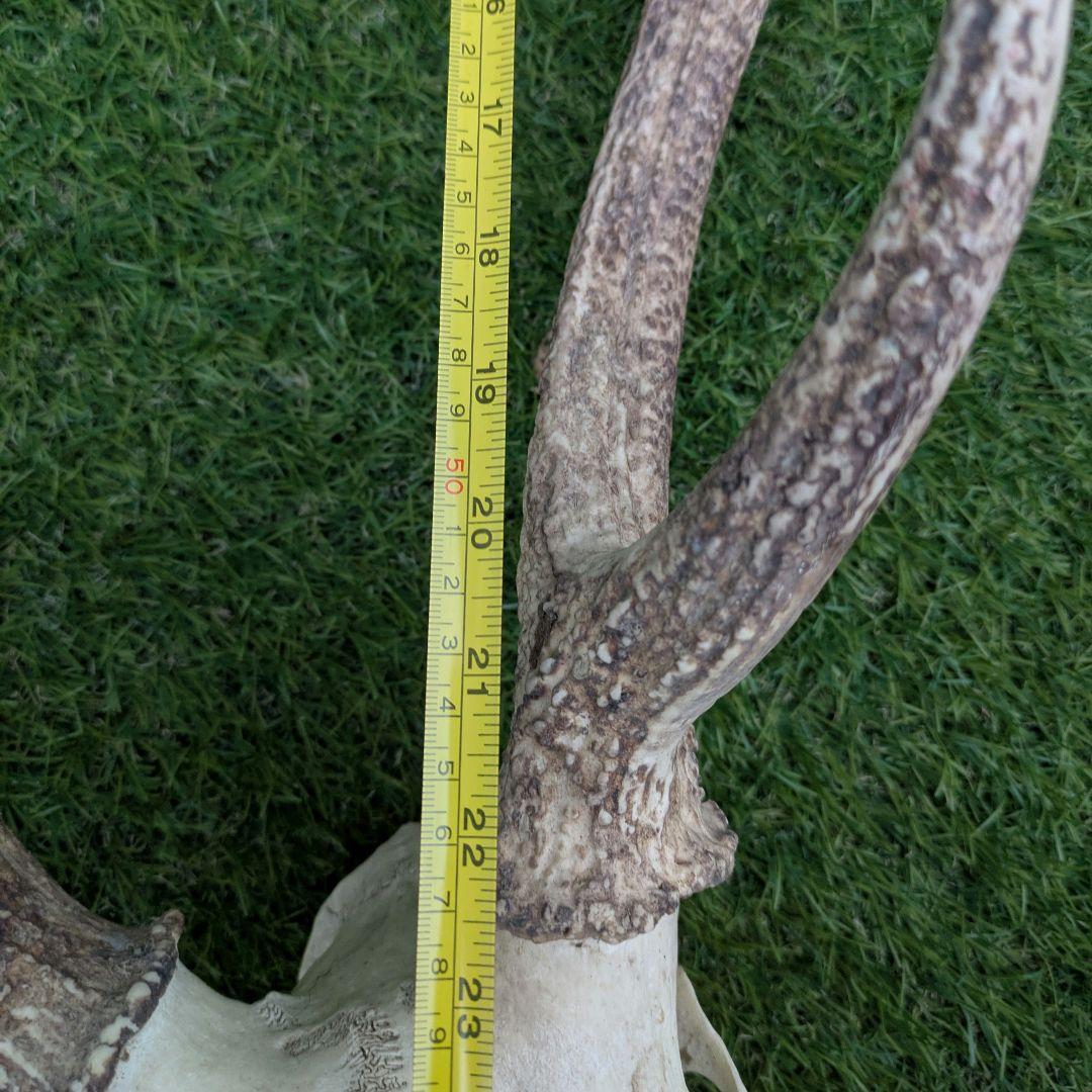 鹿の頭骨 角付き 大きめ　ニホンジカ