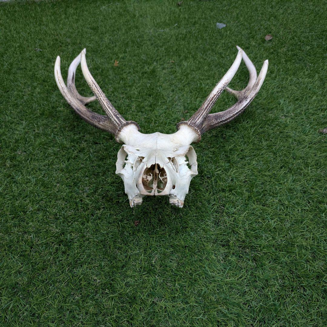 鹿の頭骨 角付き 大きめ　ニホンジカ