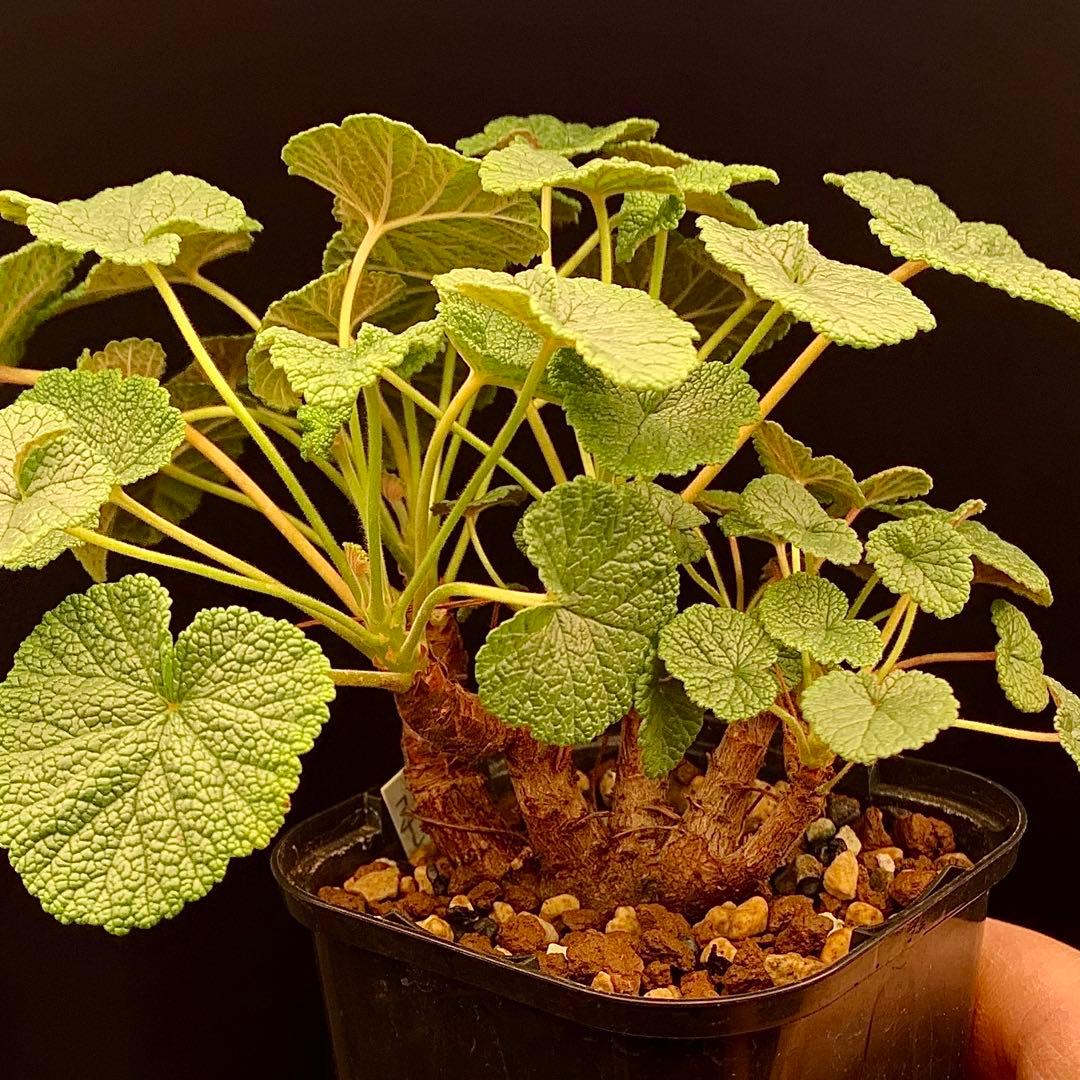 超特別選抜株放出！　ペラルゴニウム　コチレドニス　多肉植物　塊根植物　実生