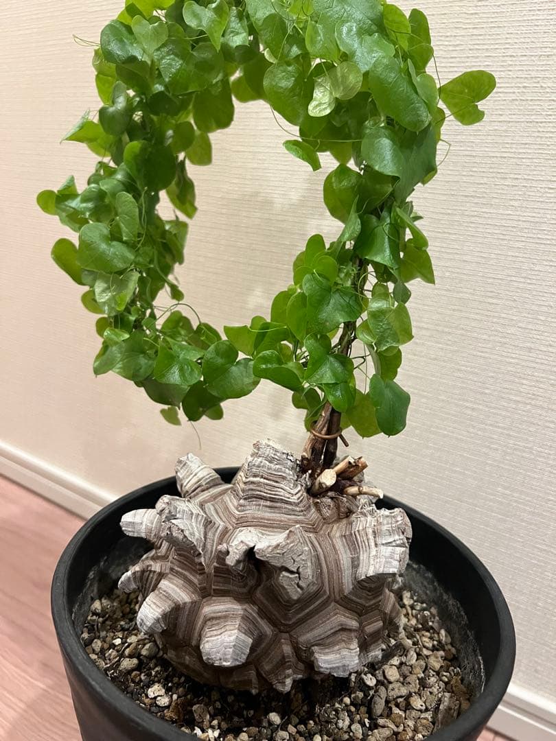 NAOさん専用　亀甲竜 BOTANIZE