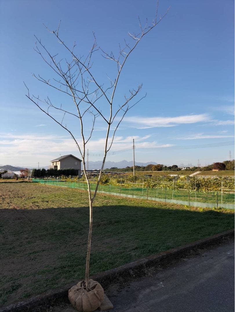 山採り アオダモ 単木