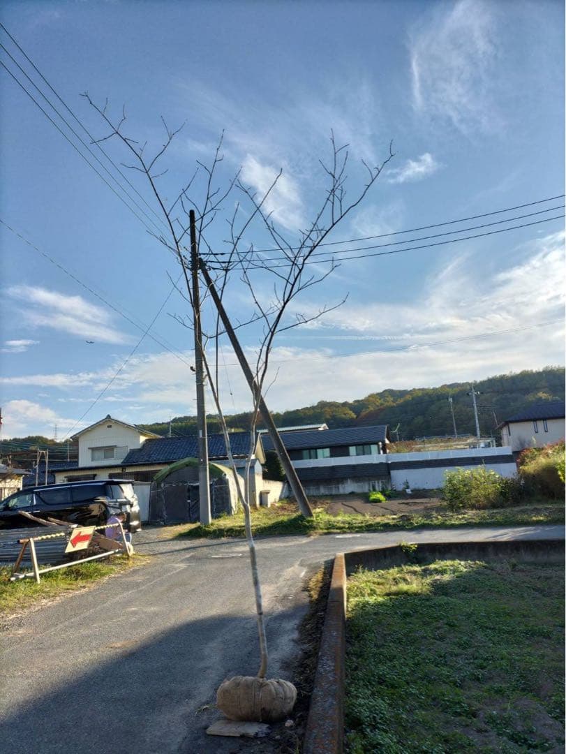 山採り アオダモ 単木