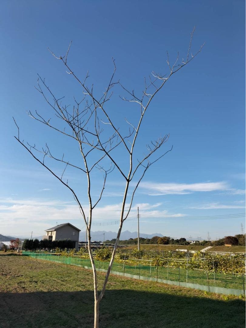 山採り アオダモ 単木