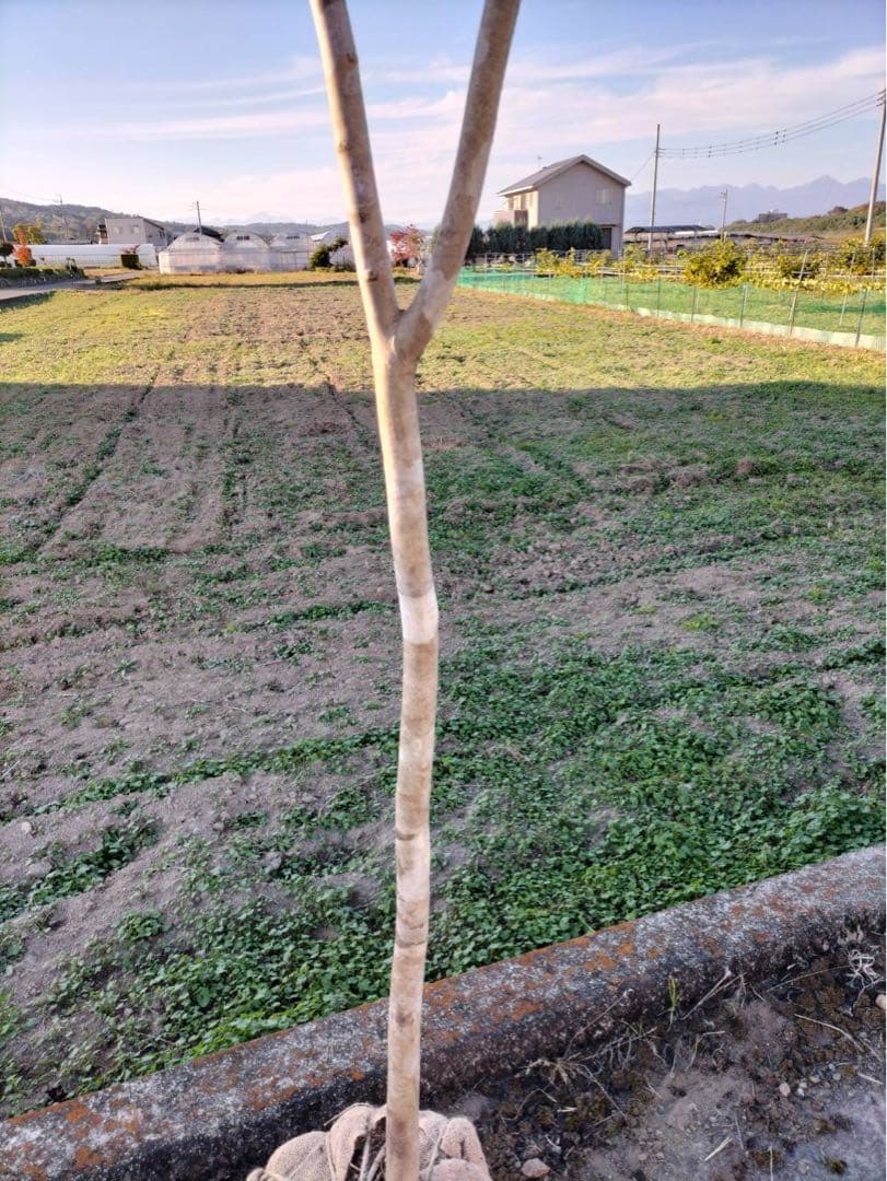 山採り アオダモ 単木