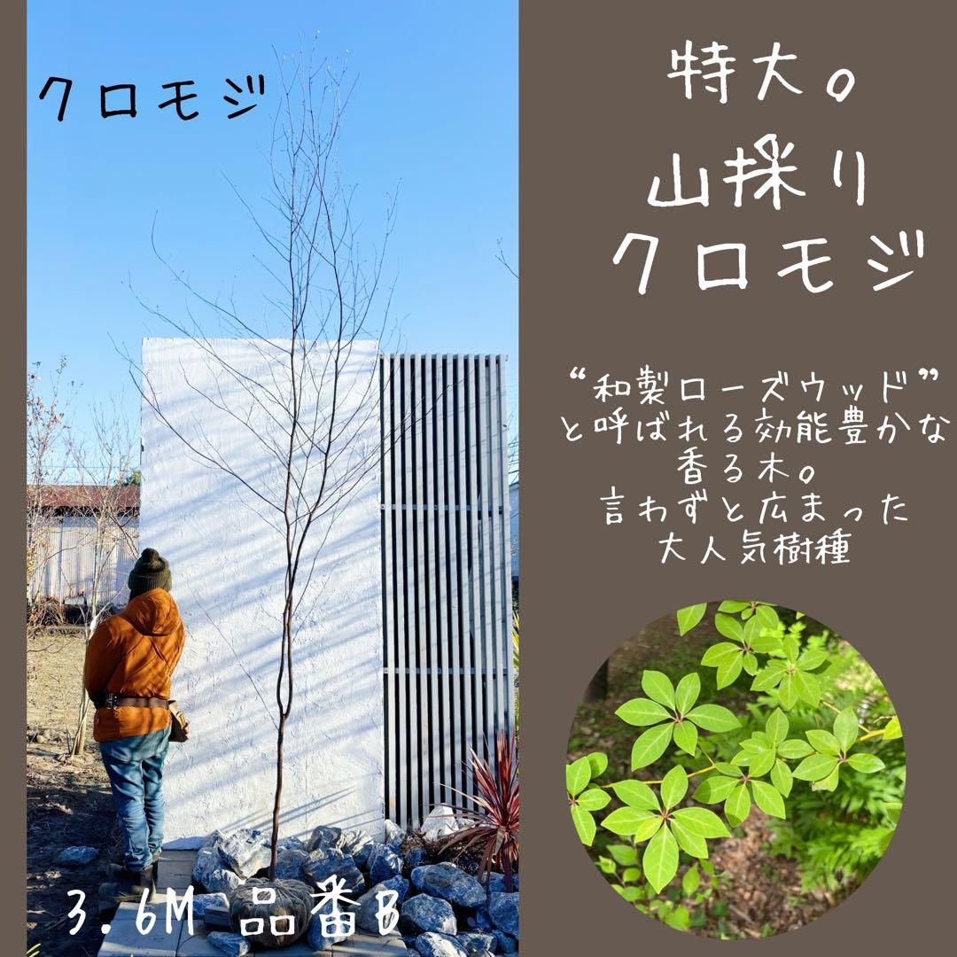 特大。山採りクロモジ3.6M(鉢底から)