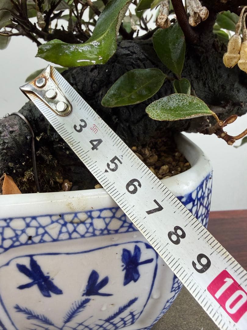 【ガチ盆栽】寒グミ　カングミ　小品盆栽　懸崖式　太幹