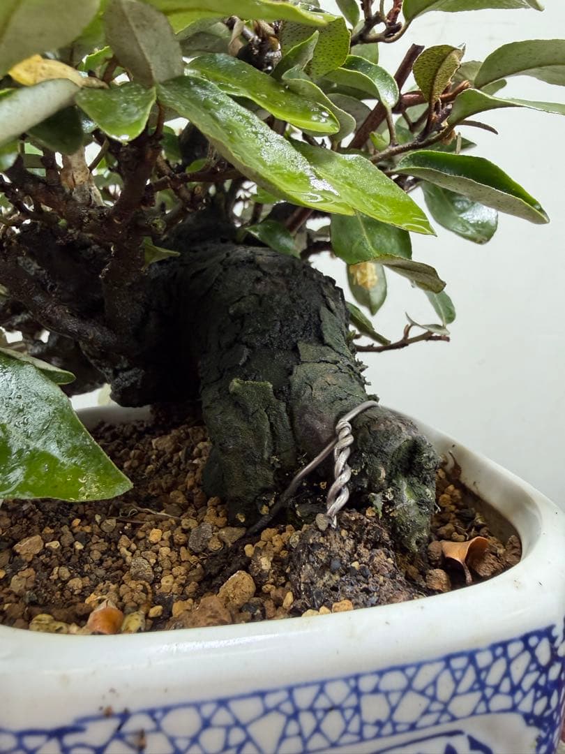 【ガチ盆栽】寒グミ　カングミ　小品盆栽　懸崖式　太幹