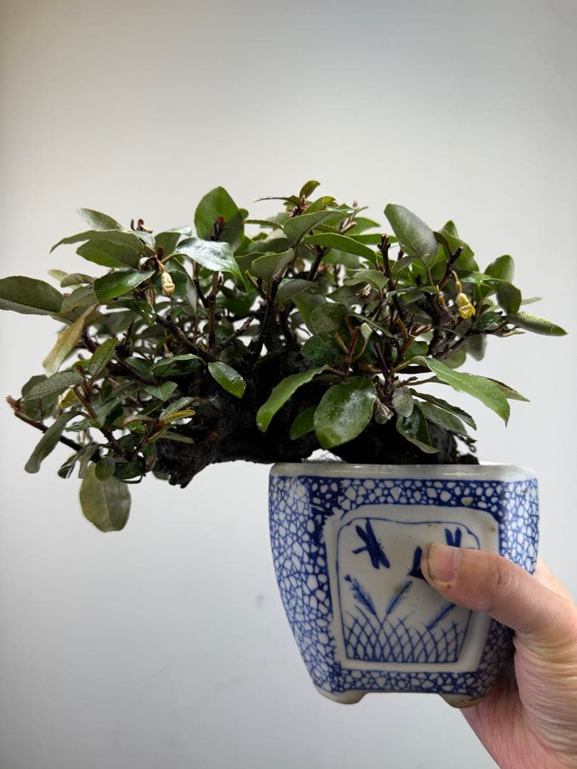 【ガチ盆栽】寒グミ　カングミ　小品盆栽　懸崖式　太幹