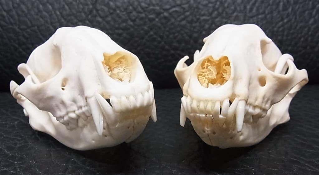 高品質！アメリカ産　アライグマ（ラクーン）頭骨（大）