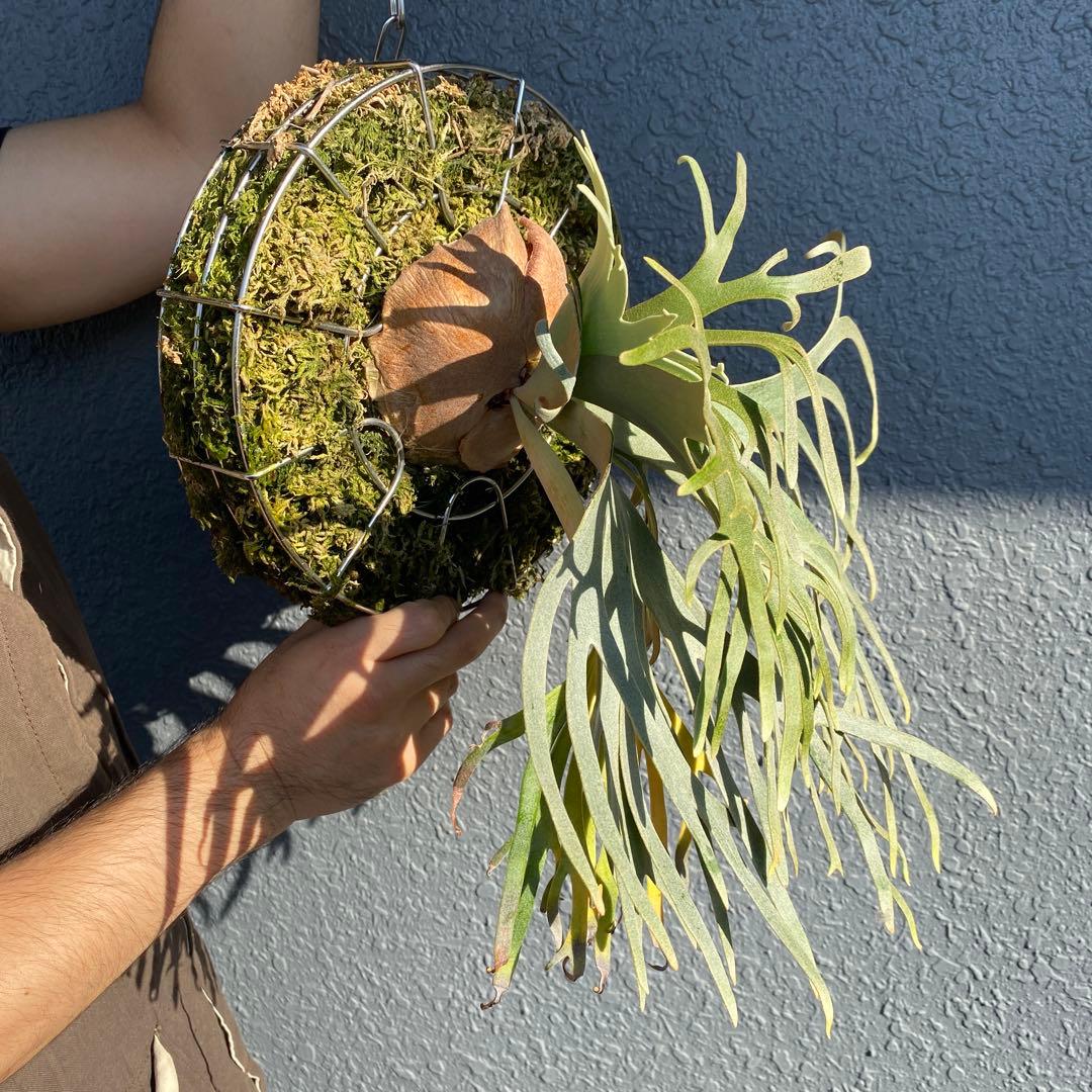 ビカクシダ・ジェイドガール　親株　【ペトペンチア】