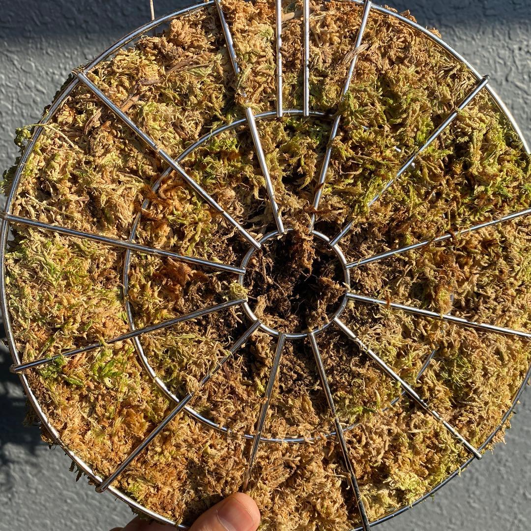 ビカクシダ・ジェイドガール　親株　【ペトペンチア】