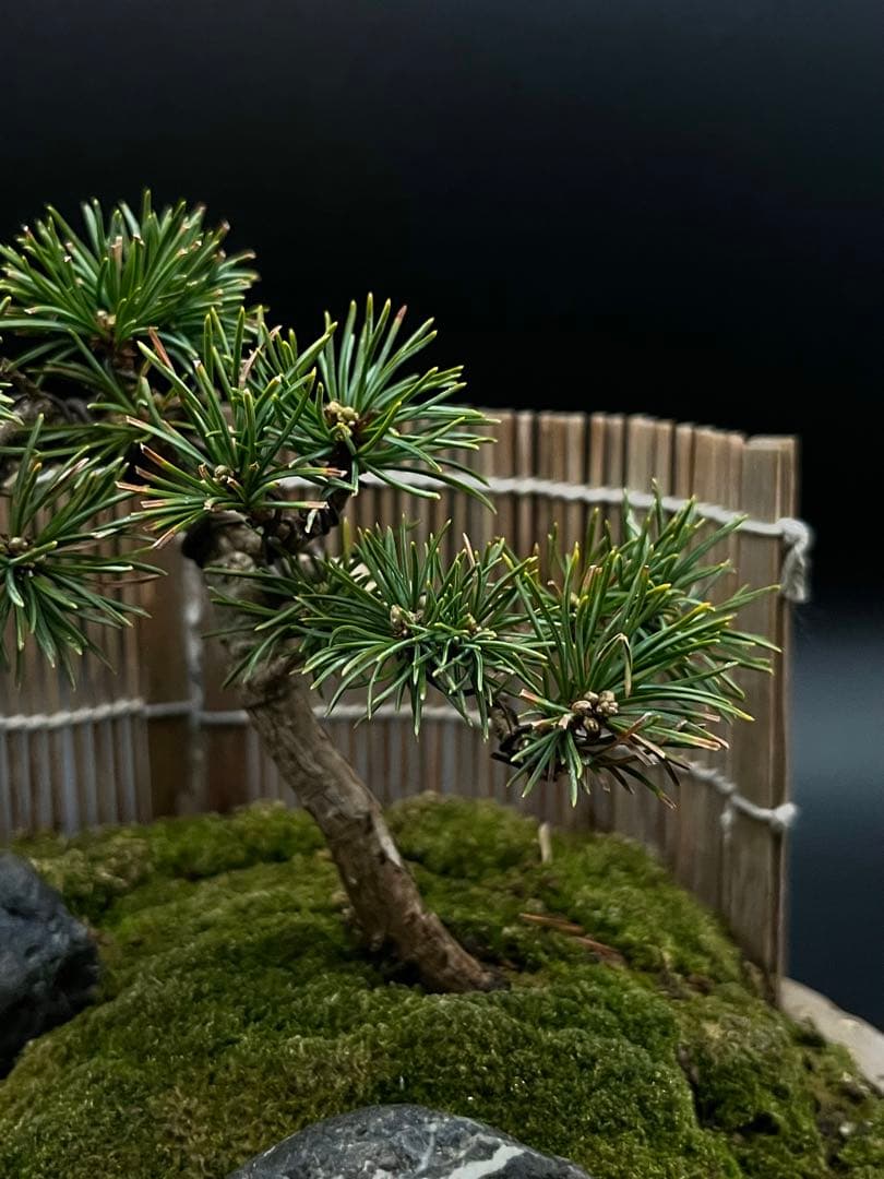 吾妻五葉松の庭（鉢が強風で落下して割れたのを接着剤で補修したので値下げします。）