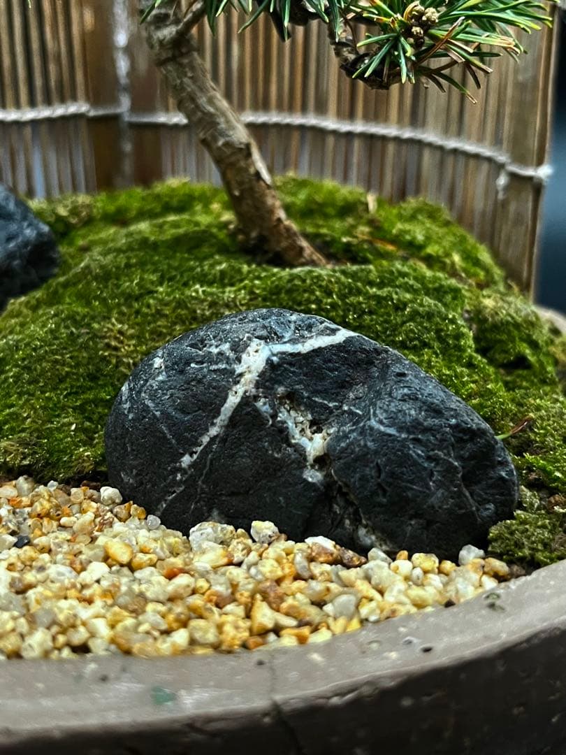 吾妻五葉松の庭（鉢が強風で落下して割れたのを接着剤で補修したので値下げします。）