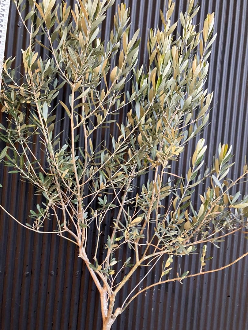 オリーブの木　シプレッシーノ　c