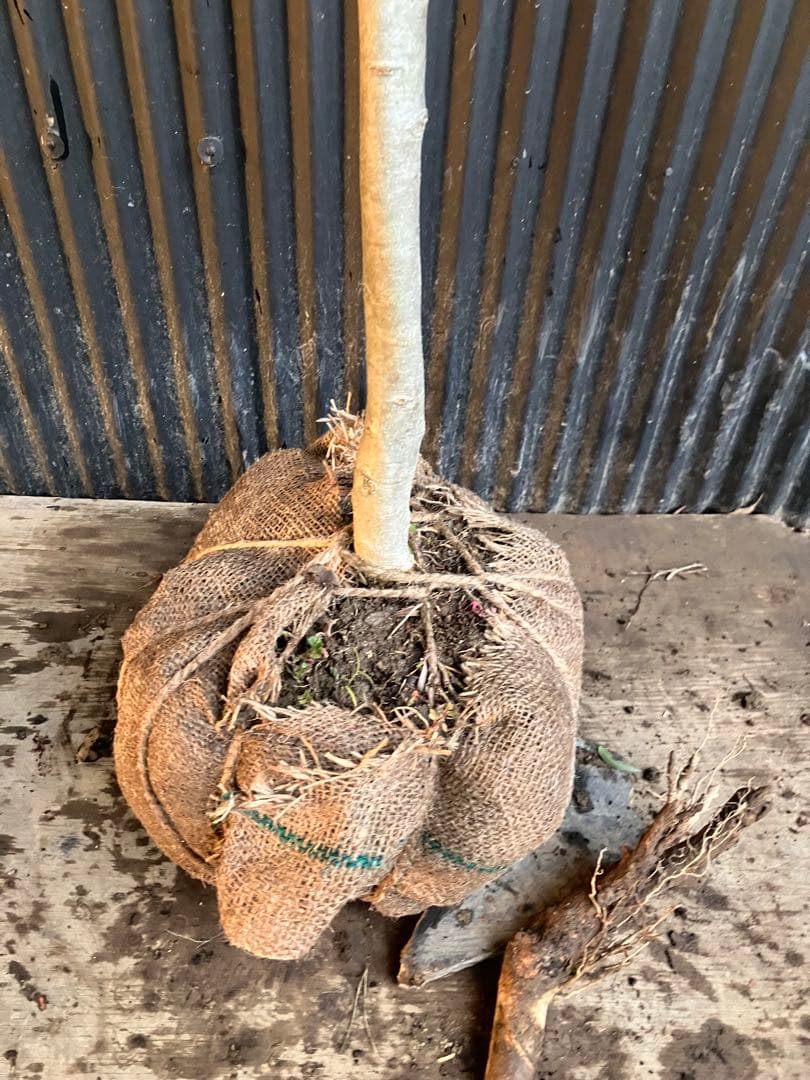 オリーブの木　シプレッシーノ　c